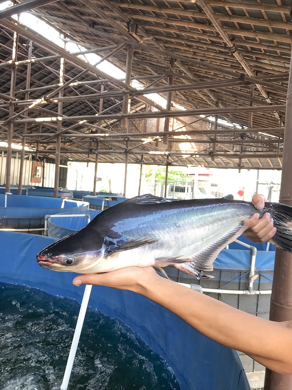 Ikan patin hasil budidaya kolam bioflok