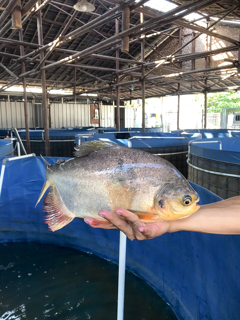 Ikan bawal hasil budidaya sistem bioflok