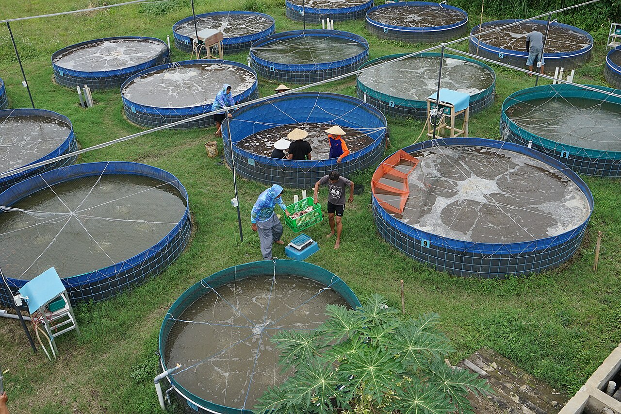 Pembudidaya memanen ikan nila dari deretan kolam bioflok terpal bundar