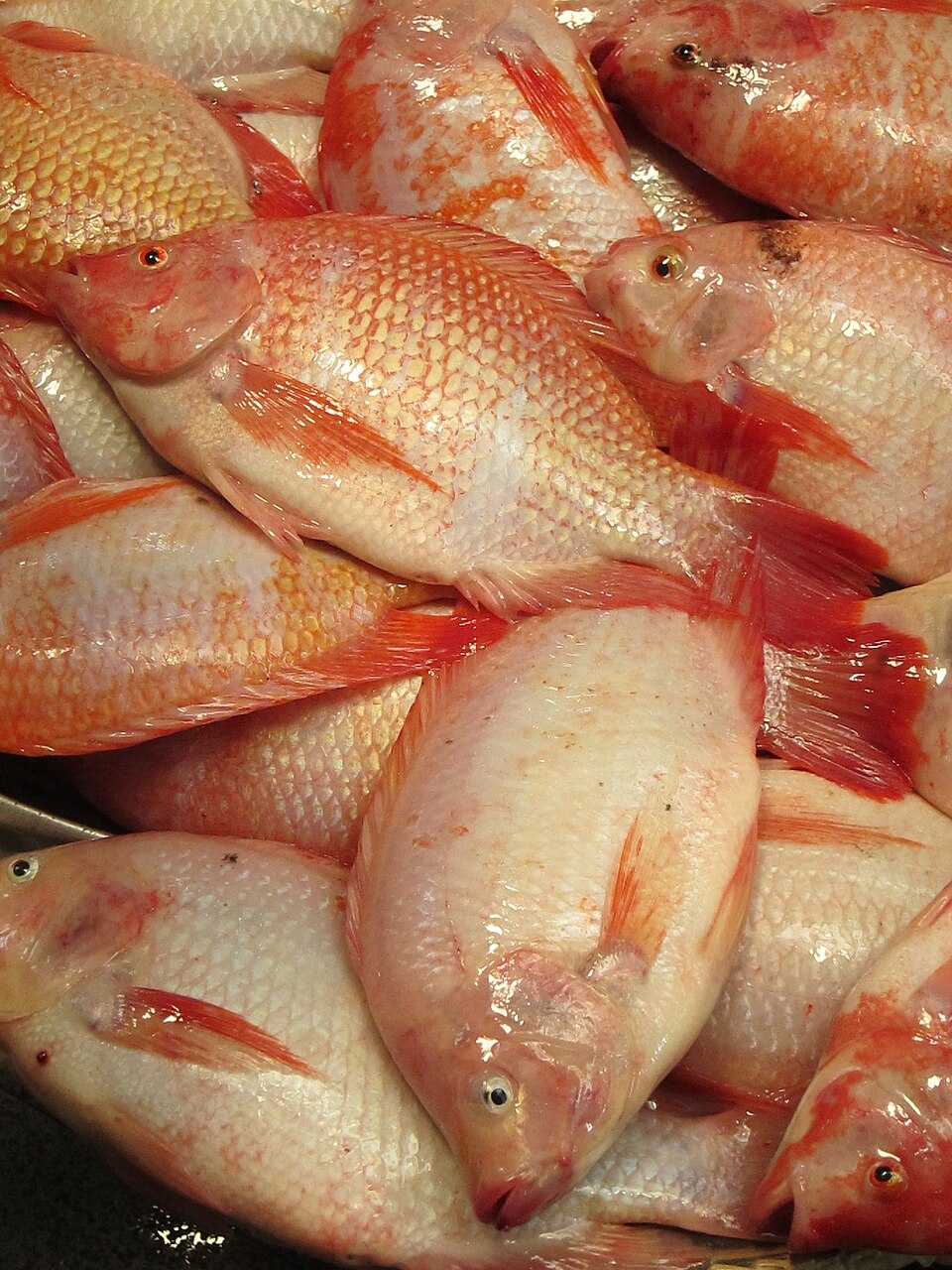 Ikan nila merah segar hasil panen siap dipasarkan