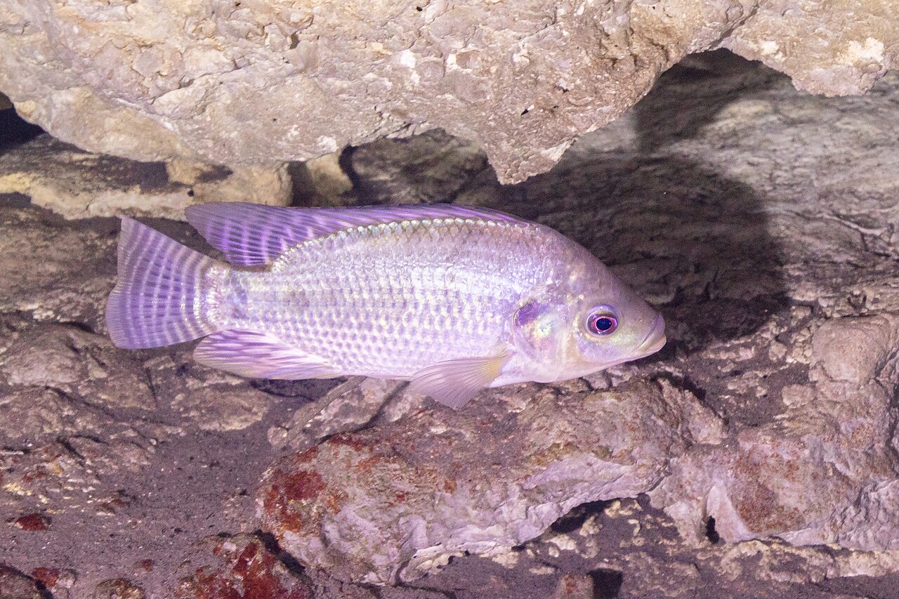 Ikan nila Oreochromis niloticus berenang di air jernih