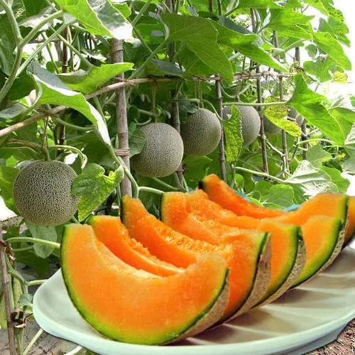 Irisan hami melon segar
