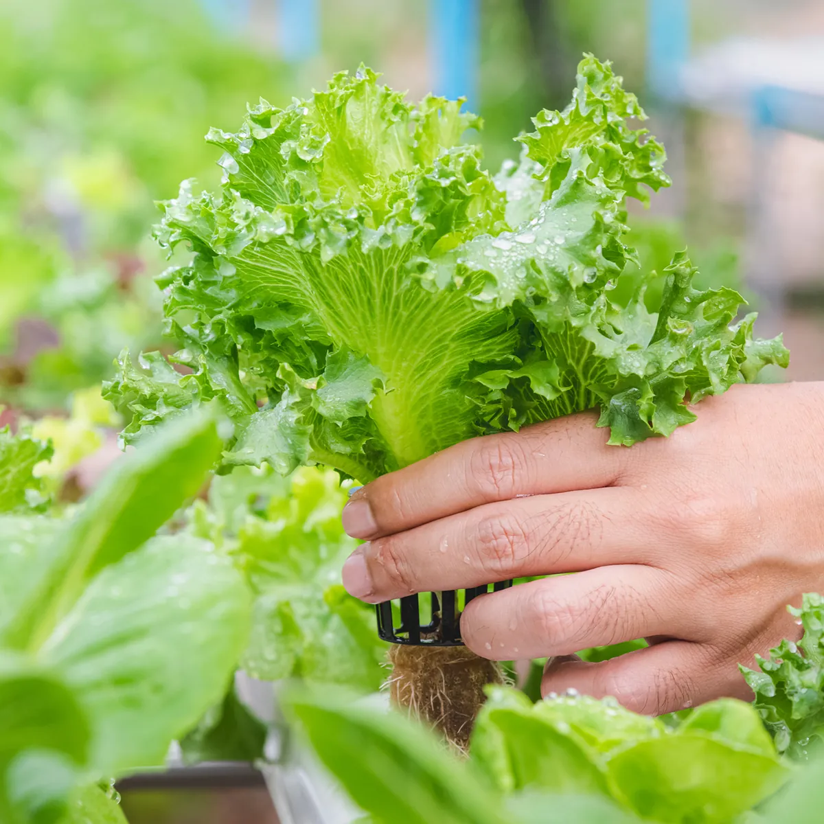 Selada hidroponik dipanen lengkap dengan akarnya di greenhouse Cirebon Smart Farm